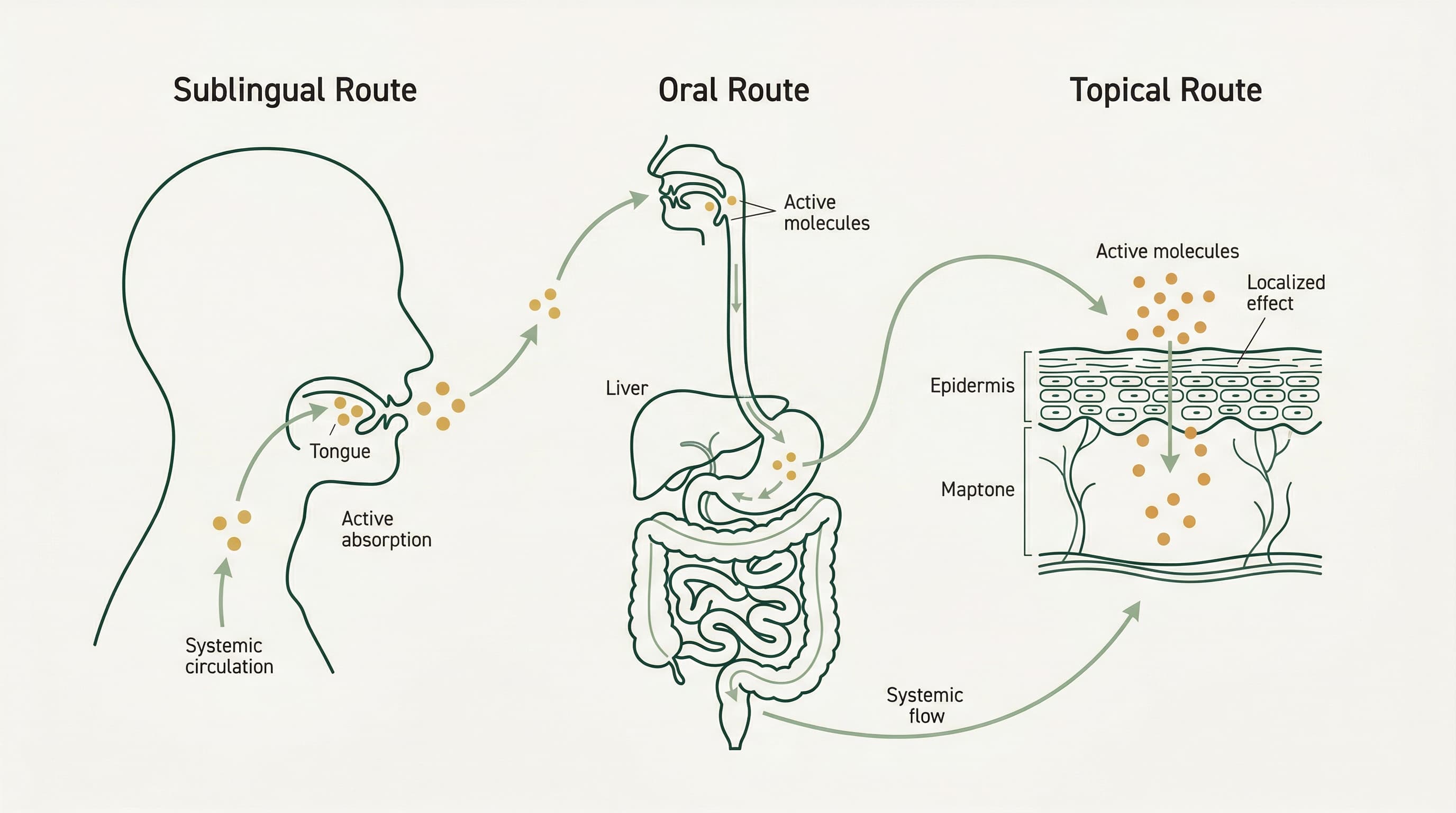 CBD absorption routes diagram showing sublingual, oral, and topical pathways
